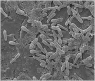 Microbiological Spectrum