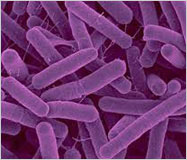 Microbiological Spectrum