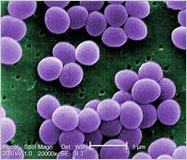 Microbiological Spectrum